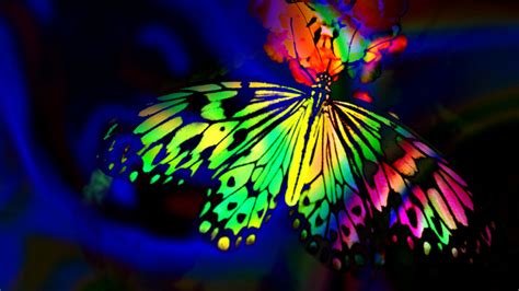 Rainbow Butterfly Wallpaper 09664 Baltana