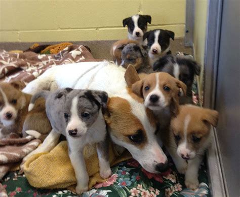 By opening your home to foster a dog, you help that dog or we work hard to make sure that we take care of all of our pets here at amazing mutts puppy rescue. PHOTOS: Puppies relax after NJ rescue | 6abc.com