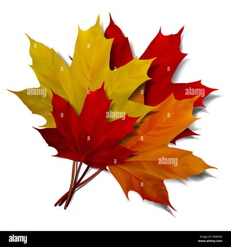 Realistic Red Maple Leaf Stock Photo Alamy