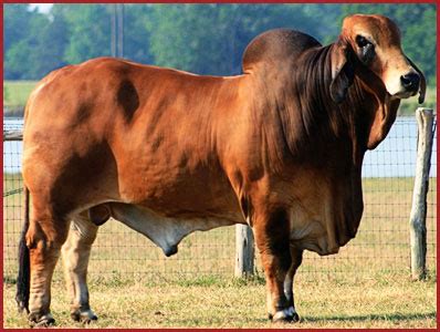 Our herd is made up of strategic selection of genetics from j.d. Private Treaty - Santa Elena Ranch - Red Brahman Cattle in ...