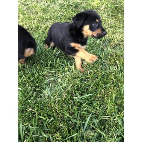 So, are these dogs the best pet for your family? German Shepherd Rottweiler Mix Puppies in Temecula ...