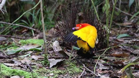 Flame Bowerbird Display Ornis Birding Expeditions Png Youtube