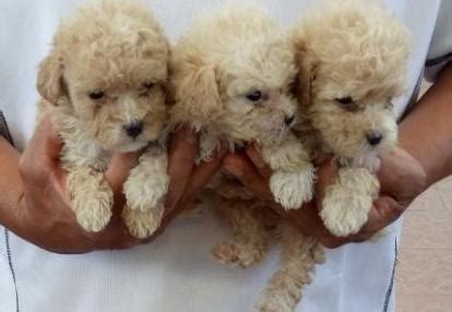 As providers of food and affection for pets, pedigree® is committed to helping every animal find a loving family. Toy Poodle Puppy for Sale - Adoption, Rescue | Female ...