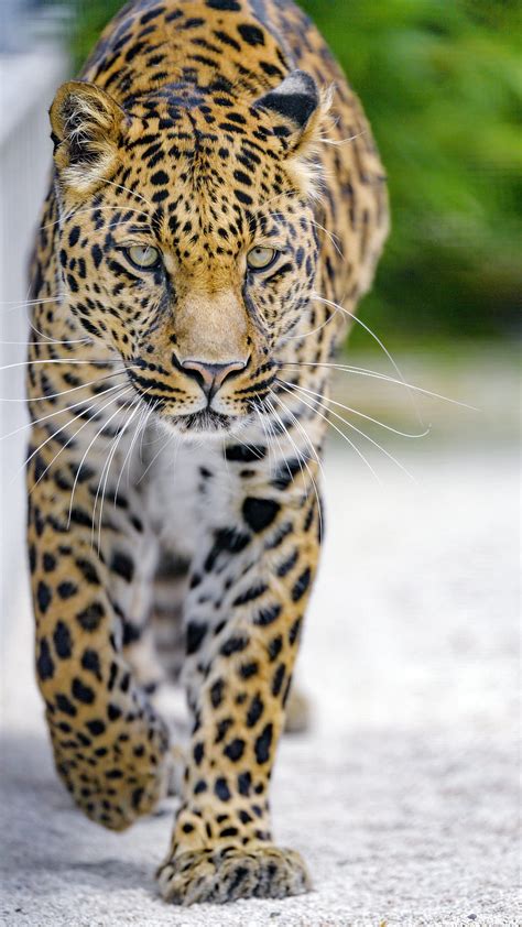Leopard Predator Big Cat Muzzle Glance Hd Phone Wallpaper Peakpx