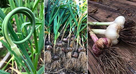 When To Harvest Garlic And Garlic Scapes And Store It For The Winter