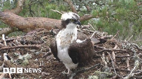 Male Osprey Returns To Loch Of The Lowes Nest Bbc News