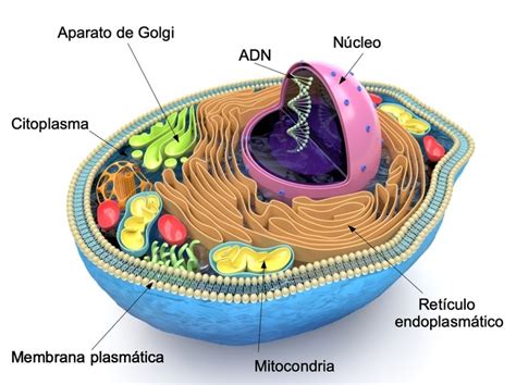 Top 70 Imagen Modelo Celula Eucariota Abzlocalmx