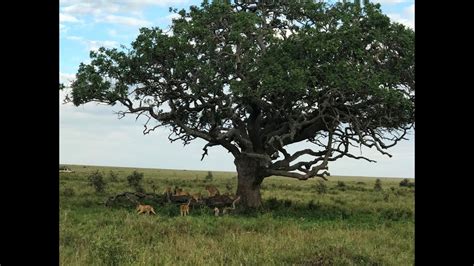 Объединённая респу́блика танза́ния (суахили jamhuri ya muungano wa tanzania tanzaˈni.a, англ. Танзания, САФАРИ - YouTube