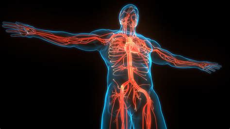¿cómo Funciona El Sistema Circulatorio Muy Salud