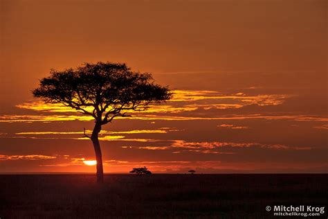 Iconic African Sunrise Landscape Photos Of Maasai Mara Kenya
