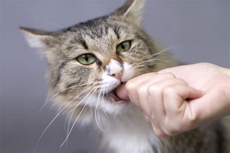 Ouch More Than You Ever Wanted To Know About Cat Bites Thecatsite