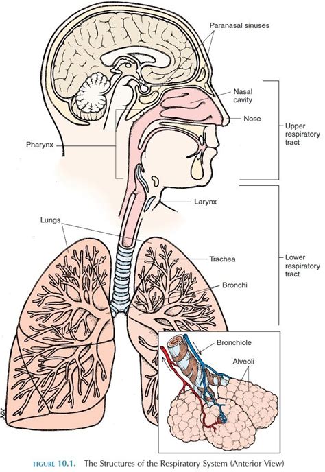 Function Of The Respiratory System Respiratory System Anatomy