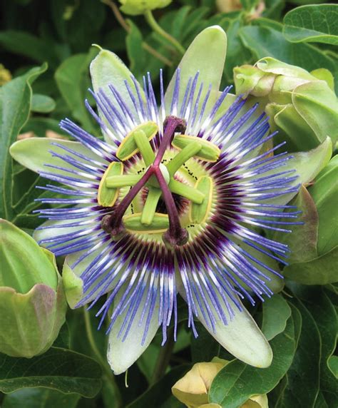 25 Blue Passion Flower Passiflora Caerulea Flower Seeds Etsy