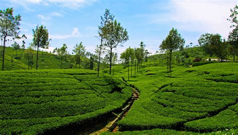 Sri Lankas Experts Reveal The Art Of Tea Lanka Everything