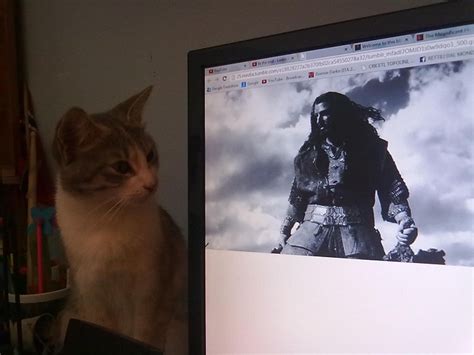 The Cat Was Overwhelmed By Thorins Majesty Majestic