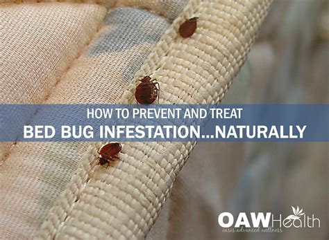 How To Prevent And Treat Bed Bug Infestationnaturally