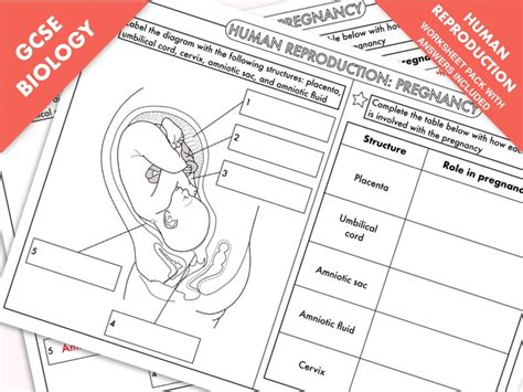 Gcse Biology Human Reproduction Pregnancy And The Placenta Teaching