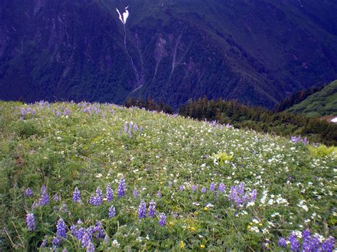 Mountain Wildflowers Free Stock Photo Public Domain Pictures