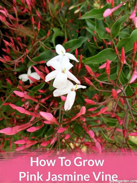 How To Grow Pink Jasmine Vine Jasminum Polyanthum The Vine Gets