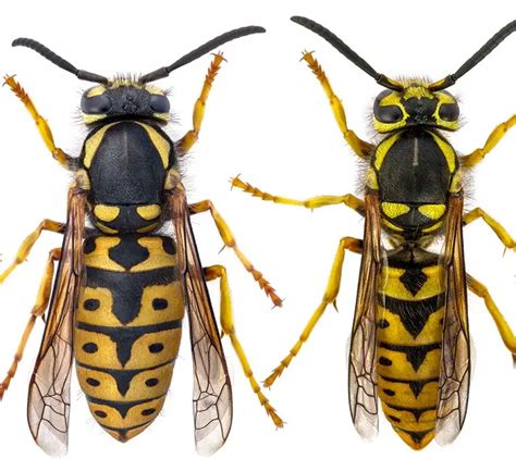 What Does A Yellow Jacket Look Like How To Identify Yellow Jackets