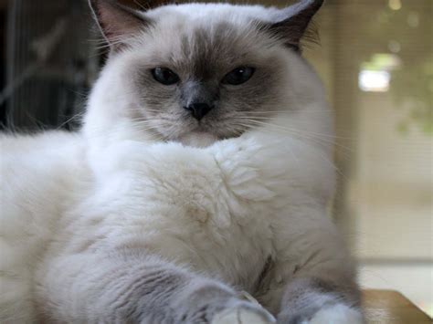White Ragdoll Cat 6 Wonderful Pictures Of Ragdoll Cats Biological