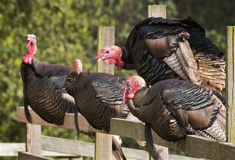 Maybe you would like to learn more about one of these? Oklahoma State Game Bird Wild Turkey | Raising turkeys ...