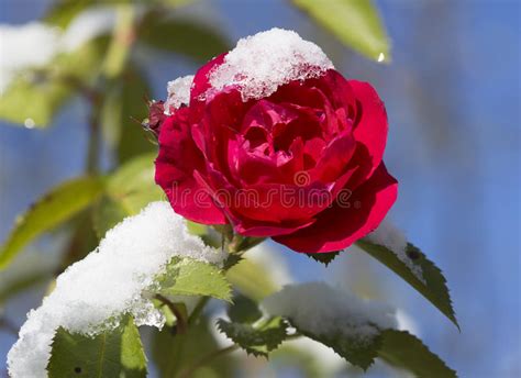 First Snow On The Rose Flower Stock Image Image Of Plant Leaves