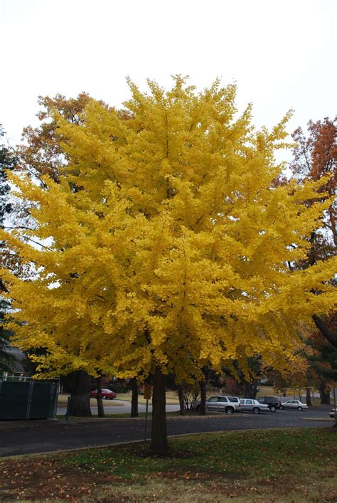 Barry Fugatt Ginkgo Trees Are Delight To Eyes Not Nose Home