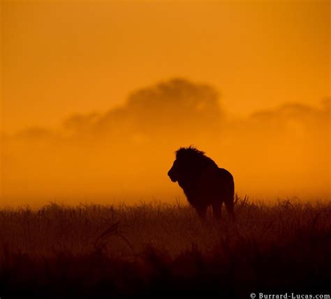 Extended clip of red the lion finding himself surrounded by a clan of over twenty hyenas. Red sun at night, lion's delight | Animals, Red sun, Nature
