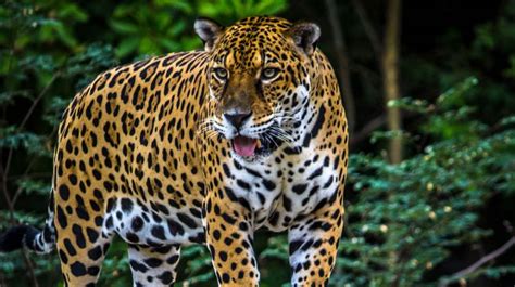 Jaguar El Enorme Y Mítico Felino De América Que Sigue Sobreviviendo