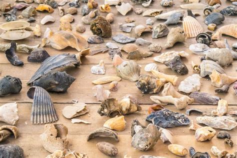 A Beginners Guide To Identifying Common Florida Seashells