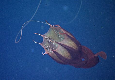 Vampire Squid Animals Monterey Bay Aquarium