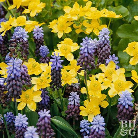 Winter Flowering Plants For Your Garden Better Homes And Gardens