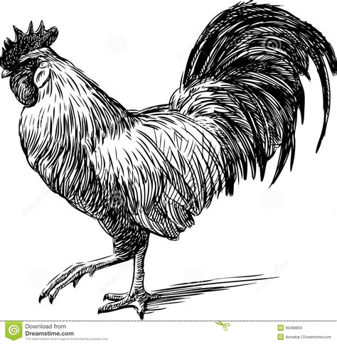 photo about vector image of the profile of a rooster illustration of white tail feathery