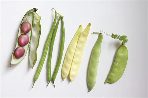 Types Of Bean Plants To Grow Learn About Different Varieties Of Bean