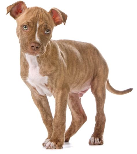 Red Nose Pitbull Pros Cons And Your Ultimate Faq