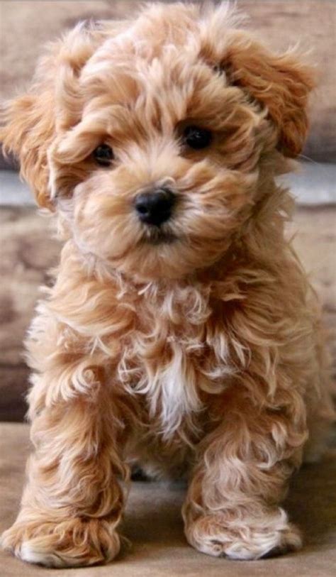 Gorgeous Toy Maltipoo Puppies Available And Ready For Sale Pets