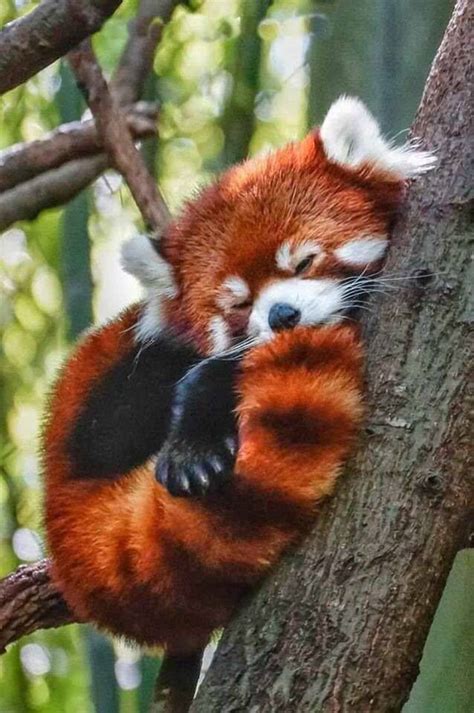 Red Panda Not A Panda At All Related To The Raccoon Animali Carini