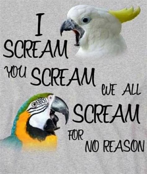 Baby Bird Screaming Meme