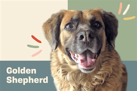 Golden Shepherd Dog Breed Information And Characteristics