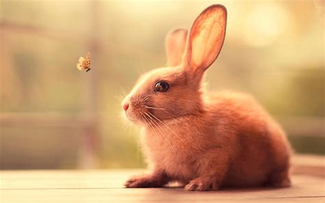 Bunny Cute Hd Animals 4k Wallpapers Images Backgrounds
