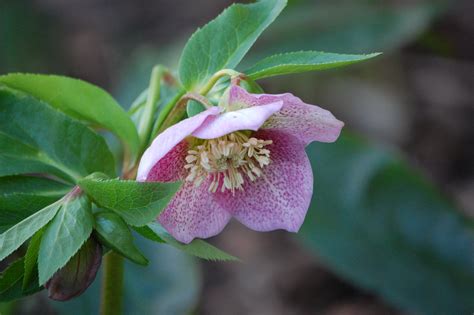 We did not find results for: Winter blooming plants to spruce up your home - Flower Press