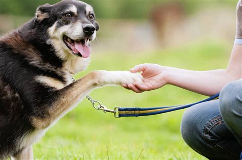 Getting into 3 vet schools with a 3.4 gpa is possible. Life Skill: Teach dog to shake hands - Chicago Tribune