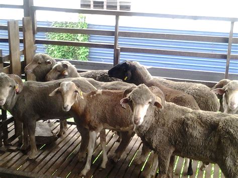 Macam lemau je nak upate blog kan kalau banyak sangat bertwitter. Kambing dan Lembu Aqiqah Malaysia: Pakej Harga Tahun 2016
