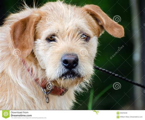 wire haired terrier mix petfinder