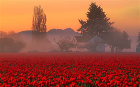 Red Tulips Hd Wallpapers