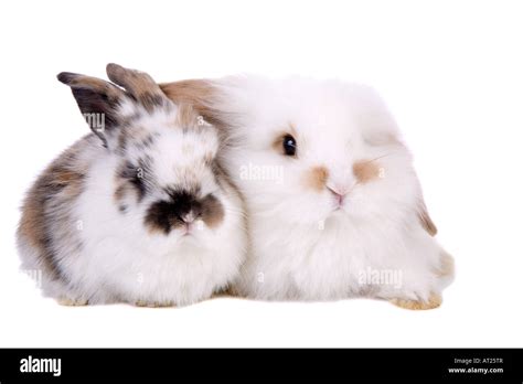 Two Cute Little Bunnies Sitting On White Background Stock Photo Alamy