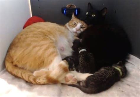 Rescued Cat Moms Comfort Each Other With Hugs And Raise Their Kittens