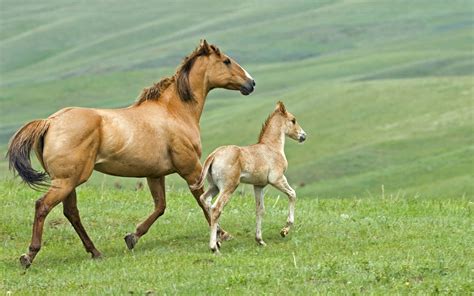 25 nieuw paard met veulen kleurplaat mandala kleurplaat voor kinderen. Bruin paard met een veulen | Mooie Leuke Achtergronden ...