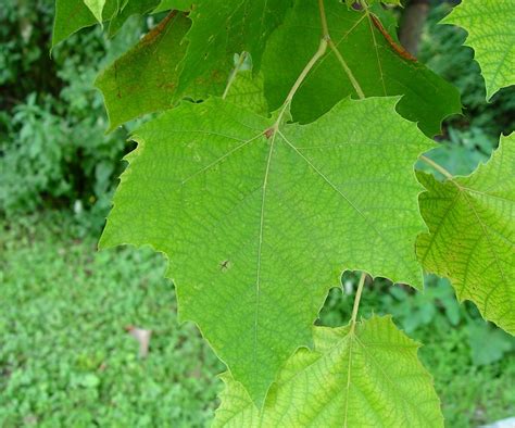 Platanus Occidentalis Leaf